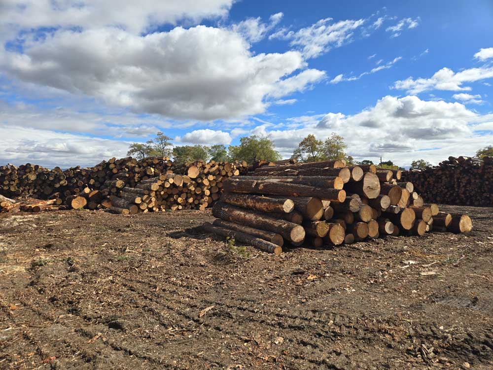 vmwest firewood four